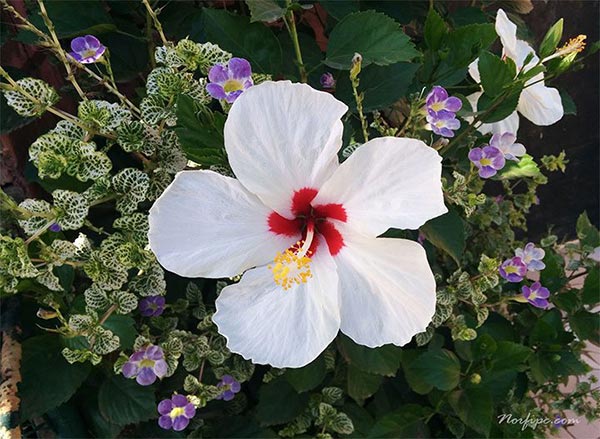 Flor del Hibiscus Arnottianus o Mar pacifico blanco cruzado con Rosa-sinensis