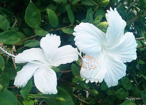Flor del Hibiscus Arnottianus o Mar pacifico blanco