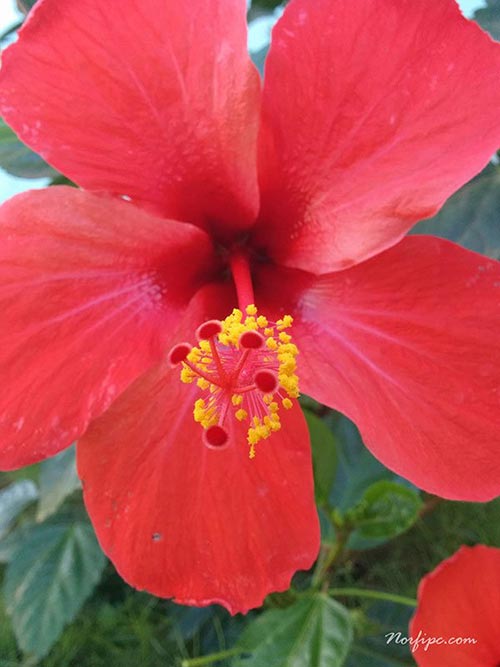 Detalle de la flor del Hibiscus rosa-sinensis