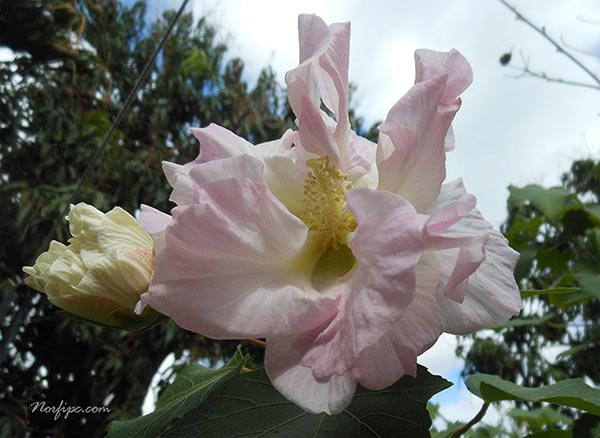 Flor del Hibiscus Mutabilis de color rosa claro al mediodía