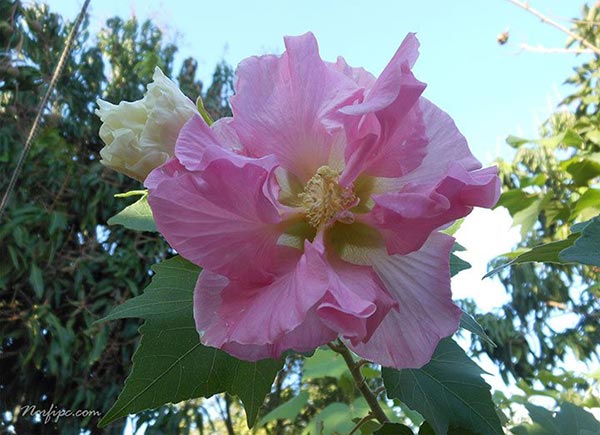 Flor del Hibiscus Mutabilis de color rosado oscuro por la tarde