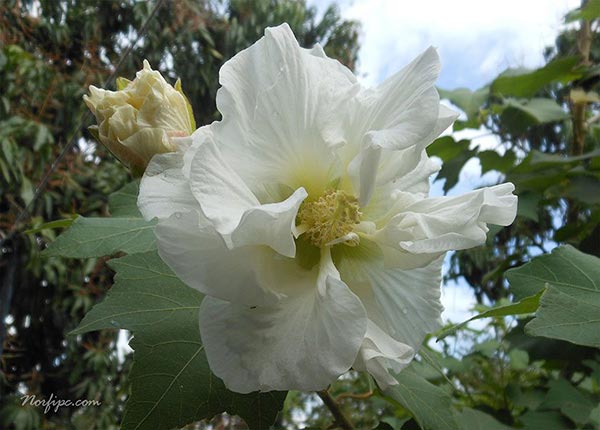 Flor del Hibiscus Mutabilis de color blanco por la mañana