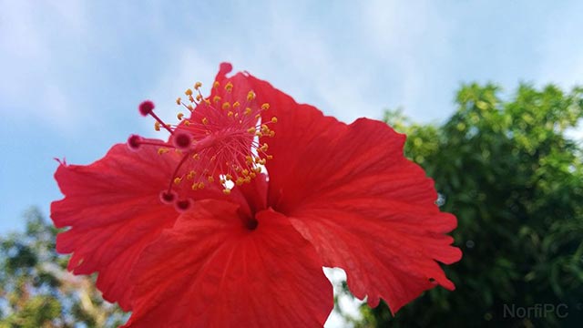 Flor del Mar Pacifico o Hibiscus rosa-sinensis