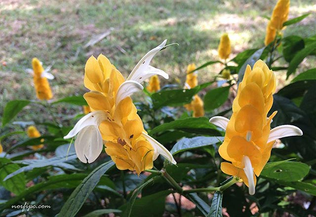 Flores de la especie Justicia Brandegeeana o Beloperone guttata de color amarillo