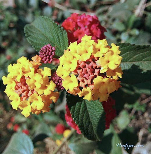 Varias flores de la Lantana cámara