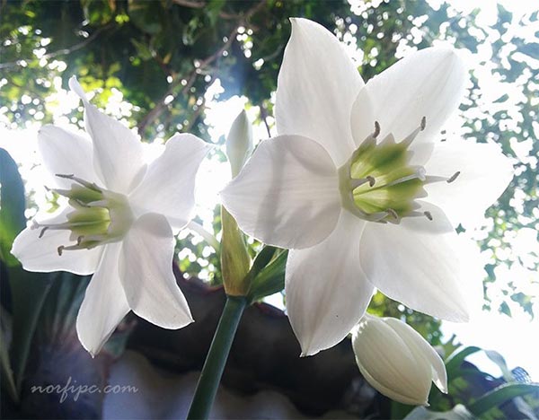 Flores del Lirio o Lilium