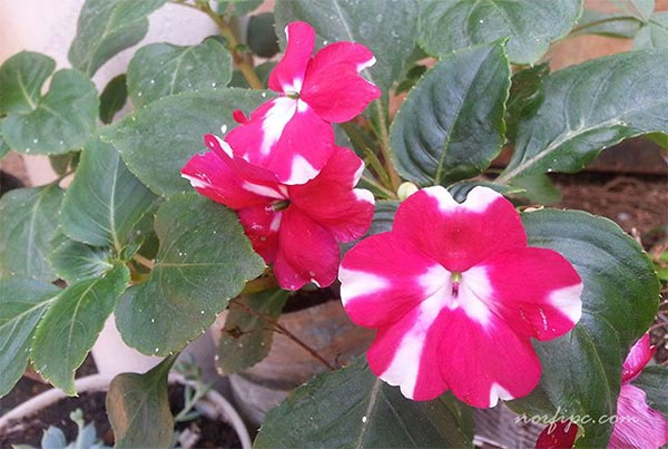 Flores de la Madama matizada de color magenta o fucsia