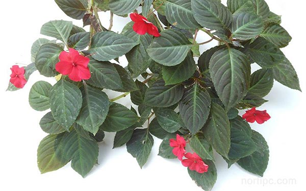 Planta y flores de la Madama roja o Allagopappus dichotomus