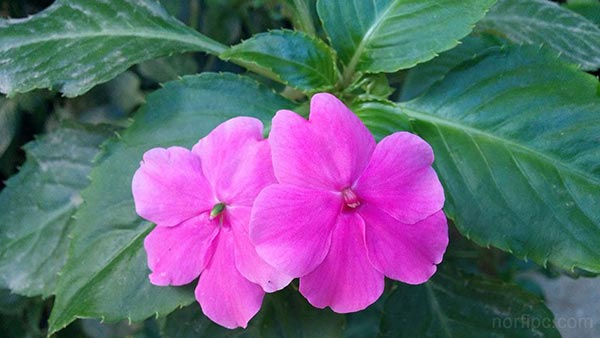 Flores de la planta Madama rosada o Mato Risco