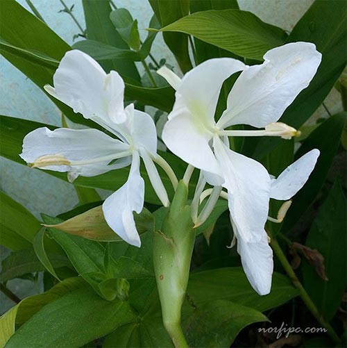 Flores blancas de la Mariposa o Hedychium coronarium