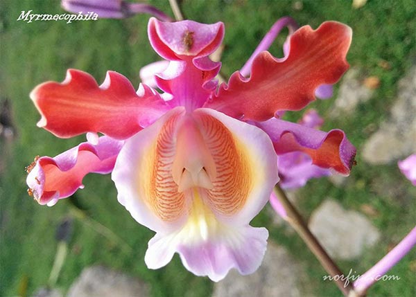 Flor de la orquídea Mirmecophylla, orquídea de las hormigas o Rumbera