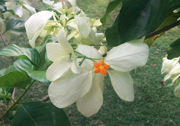 Flor de la especie Mussaenda villosa