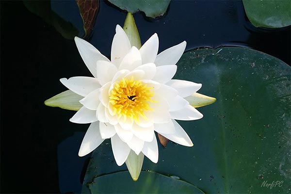 Flor de la Nymphaea candida conocida como Nenufar blanco
