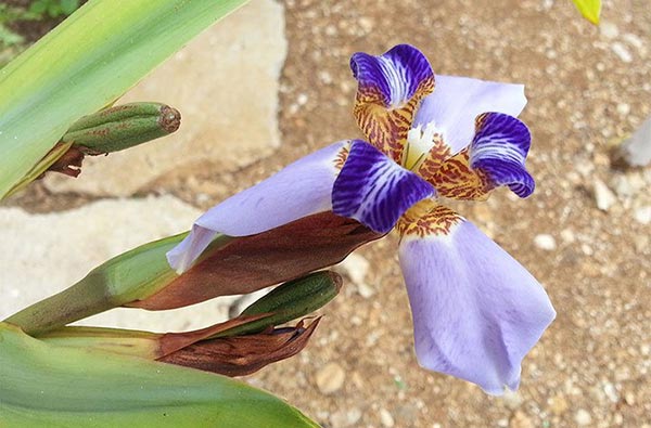 Flor de la Neomarica, Lirio azul, Iris azul u Orquídea del día