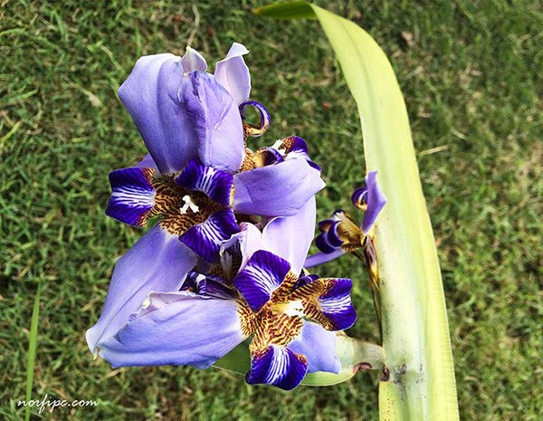 Flores de otra planta de Neomarica caerulea o Lirio azul