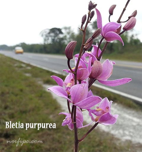 Las Orquídeas silvestres de Cuba y sus flores