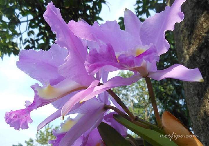 La orquídea Cattleya, la reina de las orquídeas