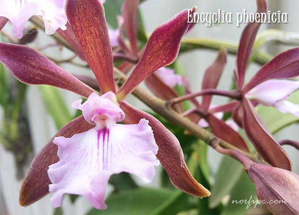 Foto de la Orquídea de Chocolate o Encyclia phoenicia