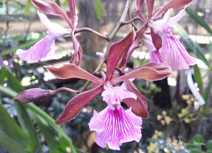 Flores de la Orquídea de Chocolate o Encyclia phoenicia en el Orquideario de Soroa