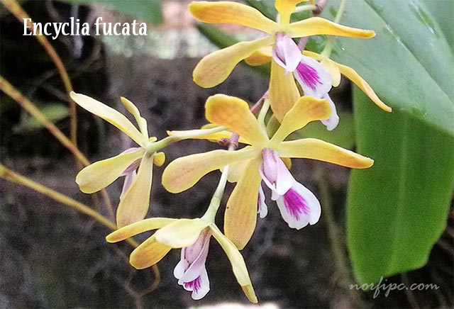 Flores de la orquídea Encyclia fucata, planta epifita silvestre muy abundante en Cuba