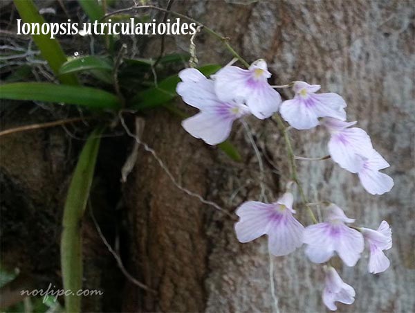 Las Orquídeas silvestres de Cuba y sus flores