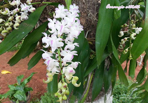 Planta y flores de la Orquídea de Limón o Aerangis citrata