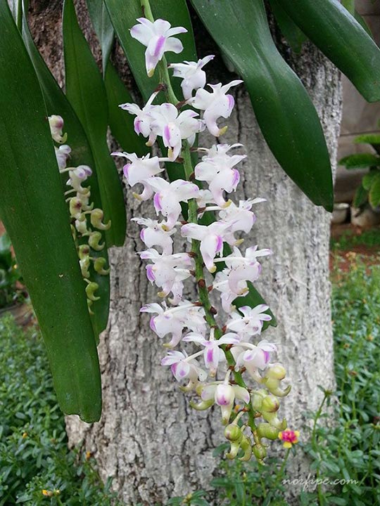 Inflorescencia de la Orquídea de Limón o Aerangis citrata