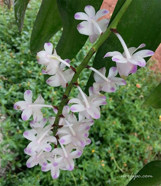 Flores en los racimos colgantes de la Orquídea de Limón o Aerangis citrata