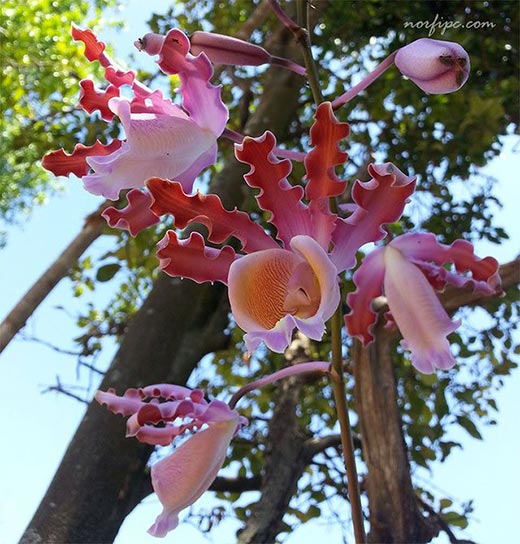 Flores de la orquídea Mirmecofila o rumbera