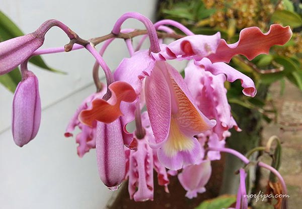 Espiga o vara con las flores de la orquídea Mirmecofila