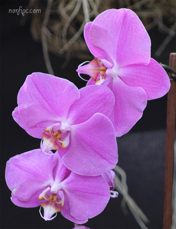 Galería de fotos de Orquídeas