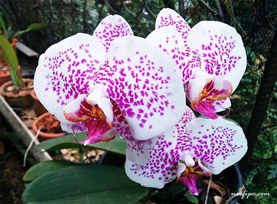 Flores de una variedad hibrida de la original Phalaenopsis amabilis (Orquídea Luna)