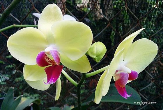 Flores de una variedad hibrida de la orquídea Phalaenopsis (Orquídea mariposa) de color amarillo
