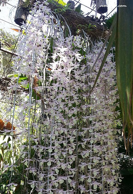 Una colonia de la orquídea Dendrobium sp., colgando de forma similar a un velo de novia