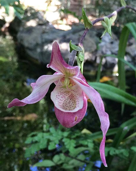 Flor de la Orquídea Zapatilla de la reina del genero Cypripedium
