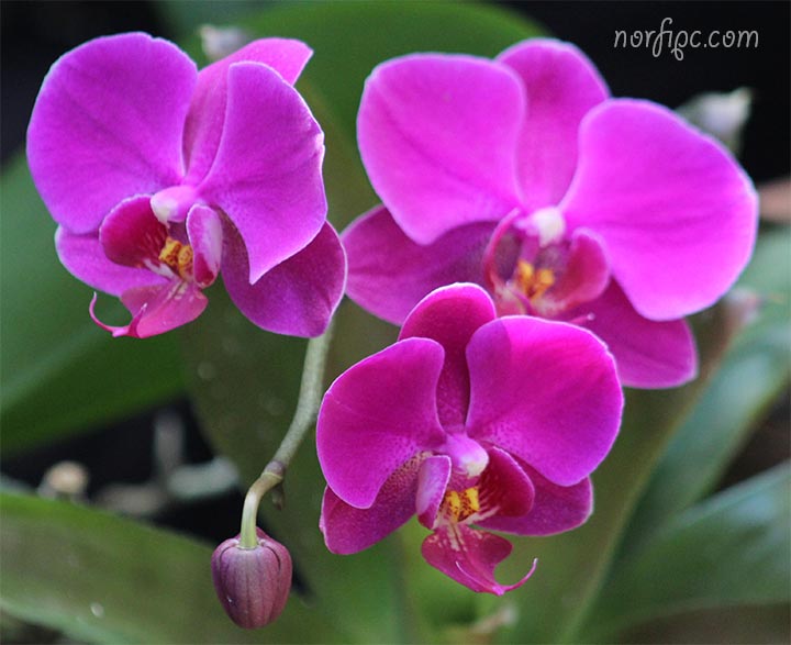 Galería de fotos de Orquídeas