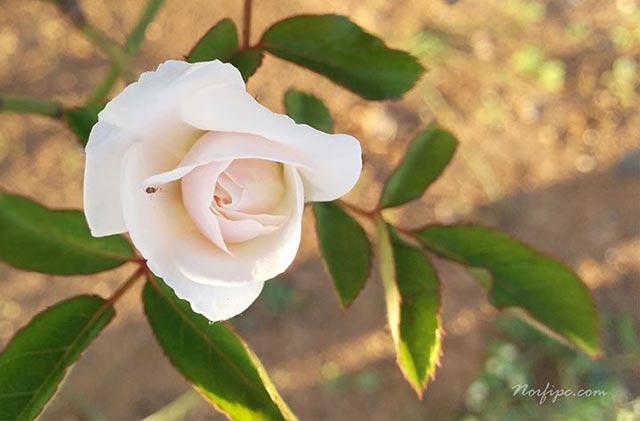Flor de una pequeña rosa blanca