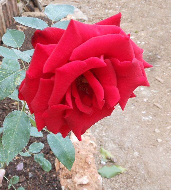 Flor de la Rosa Carlota, debido a su peso al abrirse se inclina hacia abajo.