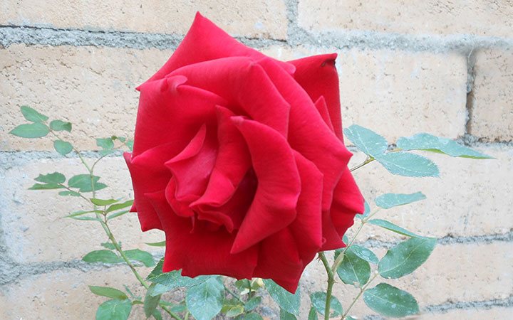 Flor de la Rosa Carlota, un hibrido de color rojo intenso