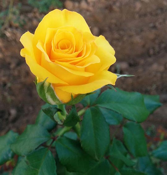 Flor de la Rosa de color amarillo intenso Toque de Midas, de la variedad Rosa Híbrido de Té