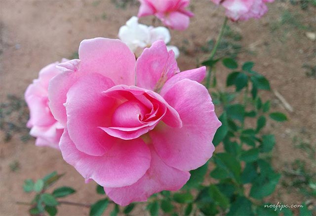 Flor de la Rosa gallica, Rosa de Castilla, Rosa de Francia o rosal de Provins