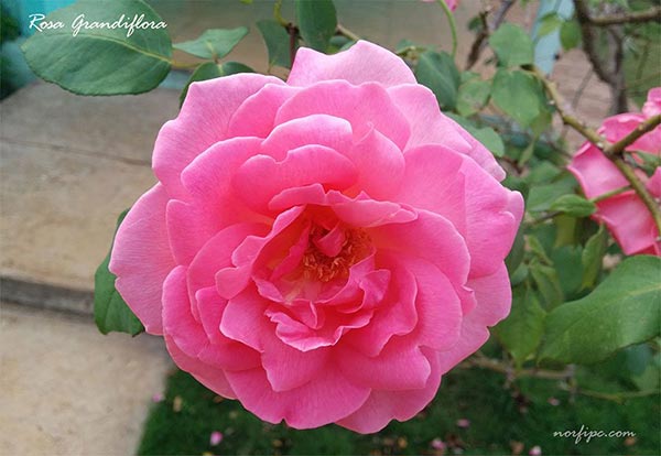 Flores de la Rosa grandiflora rosada (Pink rose)