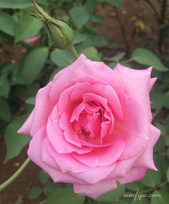 Flor de la Rosa grandiflora, cruce de la Rosa hibrido del Té con variedades de la Rosa floribunda