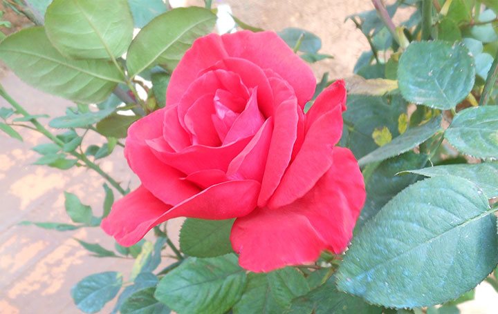 Flor de la Rosa Príncipe Negro