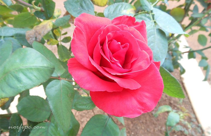 Hermosa flor de la Rosa Príncipe Negro