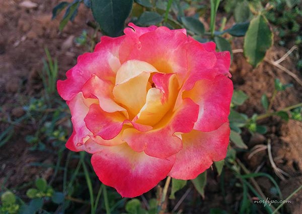 Flor Rosa Arcoiris abierta completamente, flor creada mediante hibridación y lograda mediante injerto