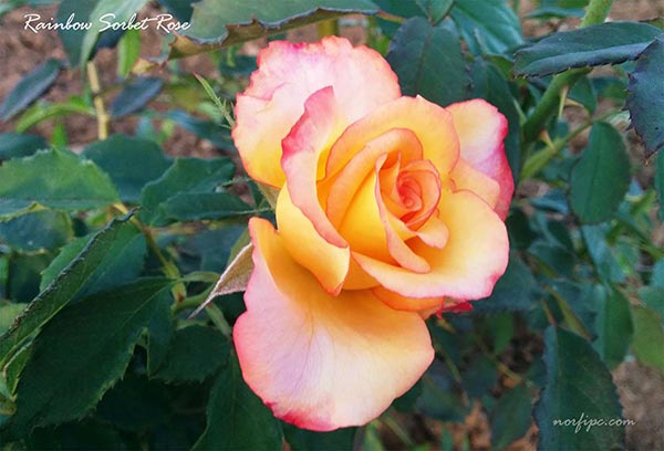 Flor de la Rosa Arcoiris (Rainbow Sorbet)