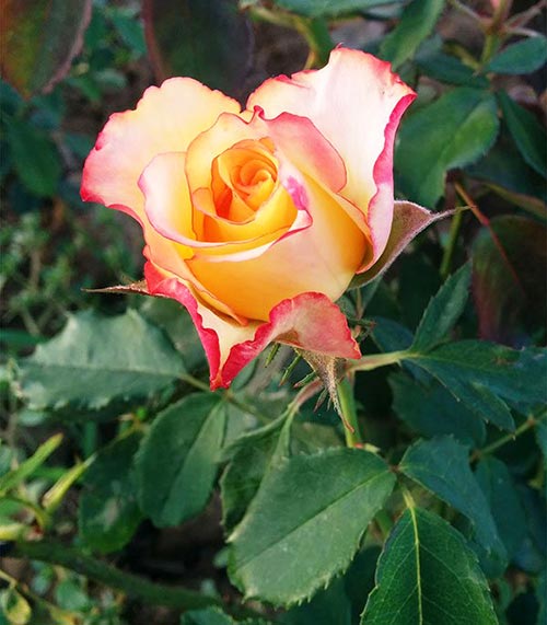 Capullo de la Rosa Arcoiris (Rainbow Sorbet), cultivar del tipo de rosales modernos