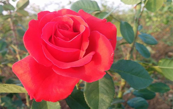 Flor roja de la Rosa John Kennedy, de la variedad Rosa Híbrido de Té