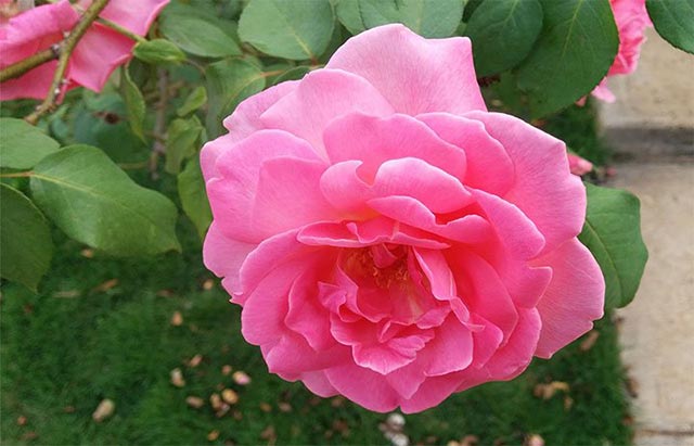 Flor de la Rosa grandiflora rosada